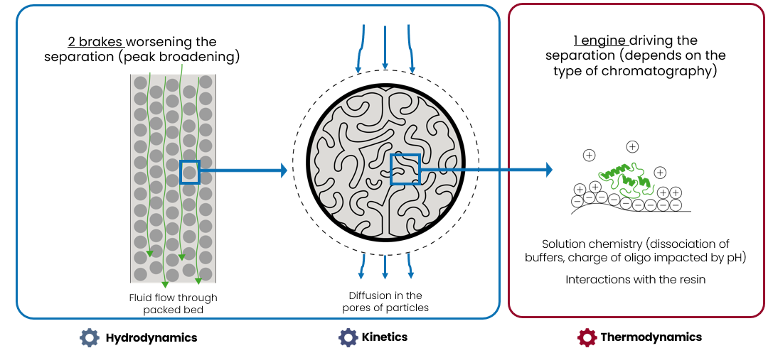 Ionic mechanistic model